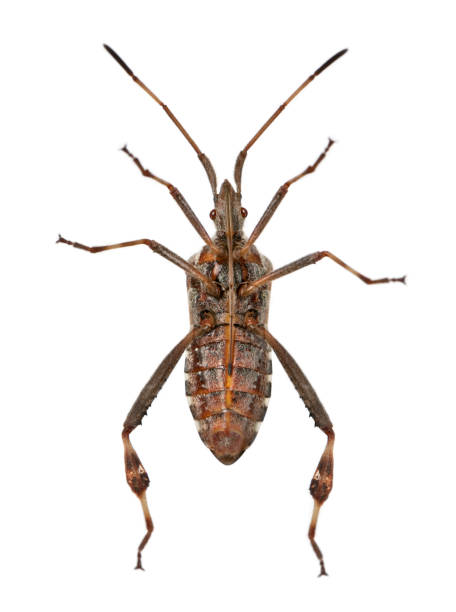 istock Western conifer seed bug, Leptoglossus occidentalis, in front of white background 1068826282