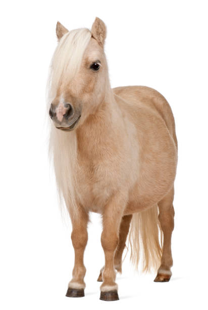 Palomino Shetland pony, Equus caballus, 3 years old, standing in front of white background Palomino Shetland pony, Equus caballus, 3 years old, standing in front of white background pony stock pictures, royalty-free photos & images