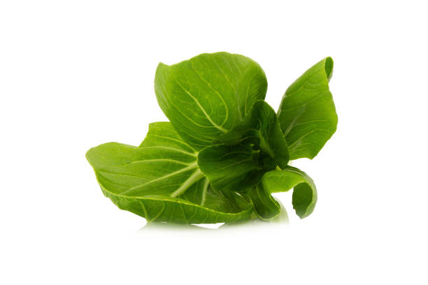 istock Baby Pak Choy (Chinese Cabbage) isolated on white background 1068828482
