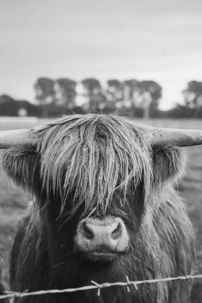 I shot this beautiful scottish highland cattle in a cold and windy szene in northern Germany. The symmetry and the black & white finish gives a calm look to the szene. Enjoy.