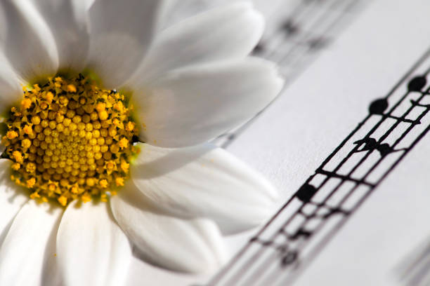 istock Flower Flora Daisy and Music Notes Sheets 1068828784