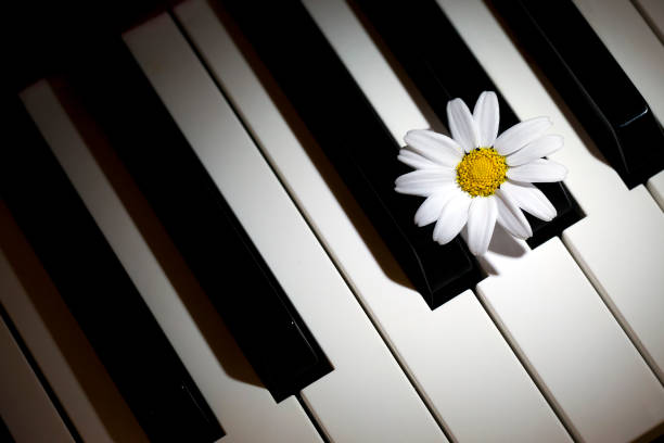 istock Flower Daisy and Music Instrument Piano 1068829162