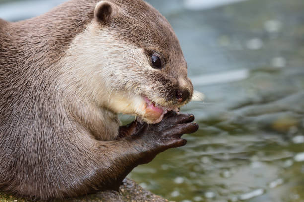 lontra de garras curtas oriental - oriental short clawed otter - fotografias e filmes do acervo