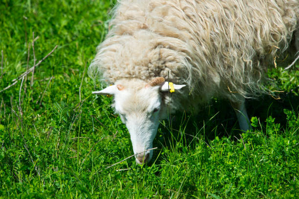 istock grazing skudde sheep in berlin, germany 1068829208