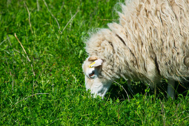 istock grazing skudde sheep in berlin, germany 1068829210