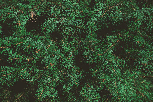 Ramas verdes de árbol de abeto o pino. Fondo de Navidad. photo