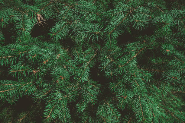verts branches de sapin ou pin. fond de noël. - forest tree pine pine tree photos et images de collection