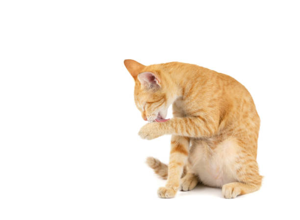 retrato de jengibre atigrado gatito sentado y lamer el pelo de la pata aislado sobre fondo blanco. - grooming fotografías e imágenes de stock