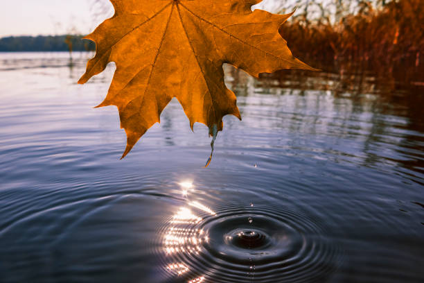 istock Autumn orange maple leaf over the water on the lake 1068833670