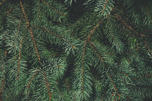 istock Green branches of fir or pine tree. Christmas background. 1068833676
