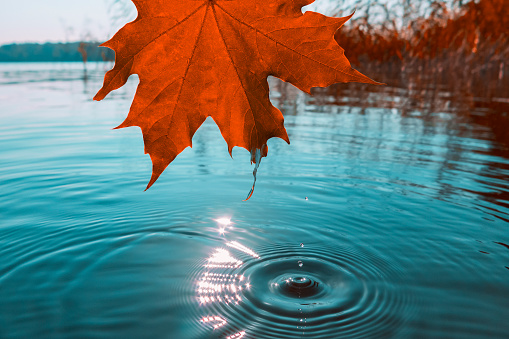 Autumn orange maple leaf over the water on the lake