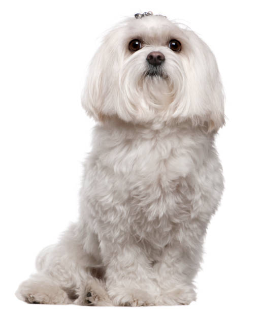 istock Maltese, 5 years old, sitting in front of white background 1068834266