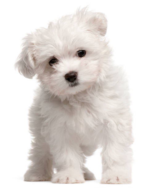 istock Maltese puppy, 2 months old, standing in front of white background 1068834546