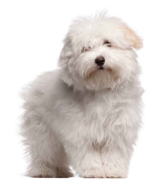Coton de Tulear puppy, 4 months old, standing in front of white background Coton de Tulear puppy, 4 months old, standing in front of white background coton de tulear stock pictures, royalty-free photos & images