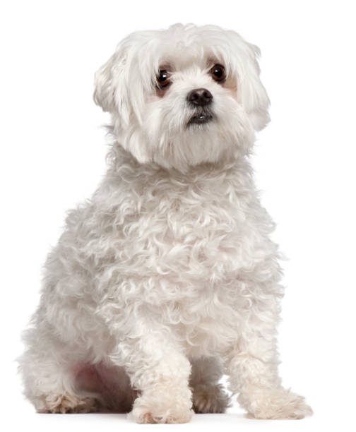 istock Maltese, 2 years old, sitting in front of white background 1068834600