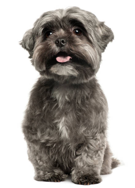 Shih Tzu panting, 3 years old, sitting in front of white background Shih Tzu panting, 3 years old, sitting in front of white background shih tzu stock pictures, royalty-free photos & images