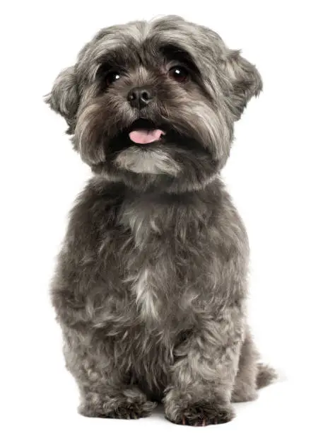 Shih Tzu panting, 3 years old, sitting in front of white background