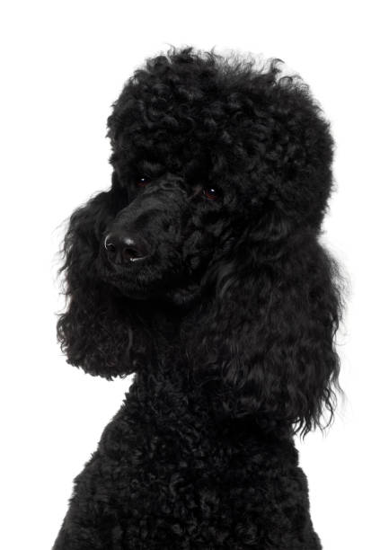 istock Royal Poodle, 18 months old, in front of white background 1068834862