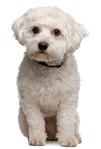istock Maltese, 3 years old, sitting in front of white background 1068834938