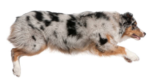 istock Australian Shepherd dog jumping, 7 months old, in front of white background 1068835132