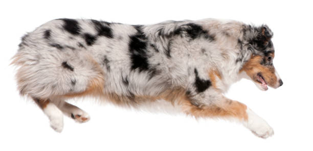 istock Australian Shepherd dog jumping, 7 months old, in front of white background 1068835146
