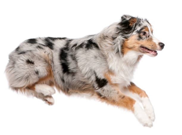 istock Australian Shepherd dog jumping, 7 months old, in front of white background 1068835164
