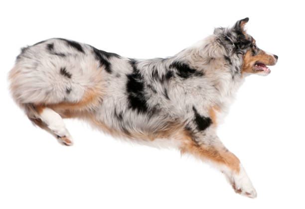 istock Australian Shepherd dog jumping, 7 months old, in front of white background 1068835174
