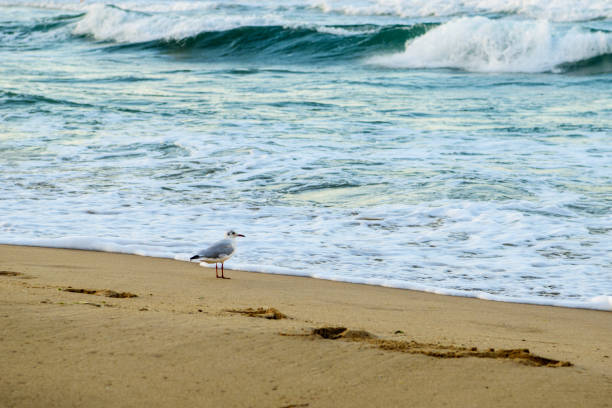 A Seagull flying alone on the ocean waves. An adorable white seagull with gray wings and yellow beak standing against blurred background of nature in daytime