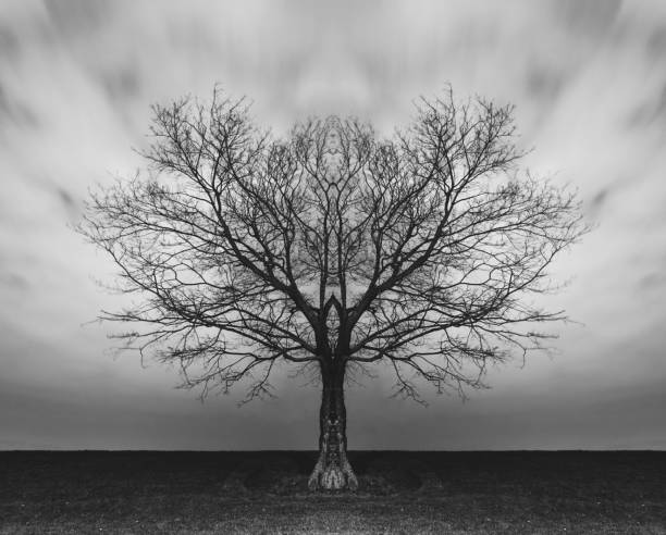 istock Branching Symmetry 1068838196