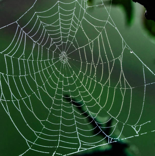 istock Cobweb in an English Garden covered in dew 1068840850
