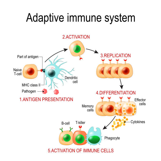 illustrations, cliparts, dessins animés et icônes de système immunitaire adaptatif de la présentation des antigènes à l’activation des autres cellules immunitaires. - cell cancer cell bacterium human cell
