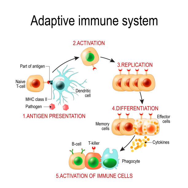 illustrazioni stock, clip art, cartoni animati e icone di tendenza di sistema immunitario adattivo dalla presentazione dell'antigene all'attivazione di altre cellule immunitarie. - white blood cell human immune system virus cell