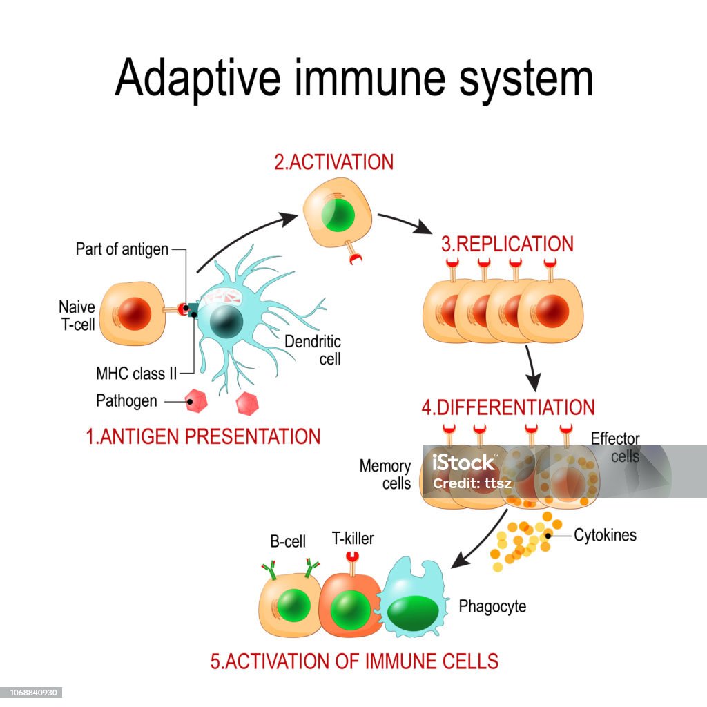 Adaptive immune system from Antigen presentation to activation of other immune cells. Adaptive immune system from Antigen presentation to activation of other immune cells. specific immune. T-helper and T-killer cells. Memory and Effector cells. Viruse, Lymphocyte, antibody and antigen. Vector diagram for educational, biological, and science use Immune System stock vector