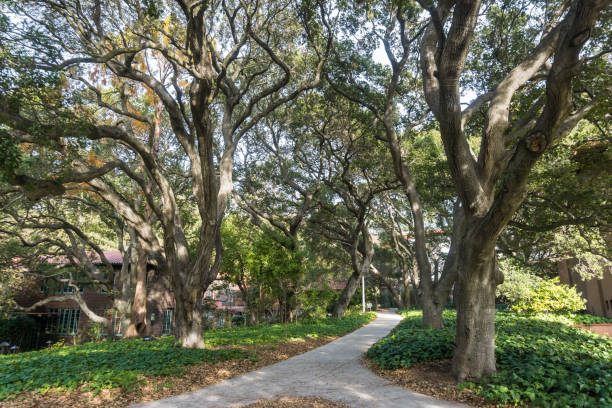 istock Paved trail lined up with old live oak trees, UC Berkeley 1068841640