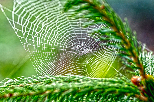 Cobweb in an English Garden covered in early morning dew in Autumn.