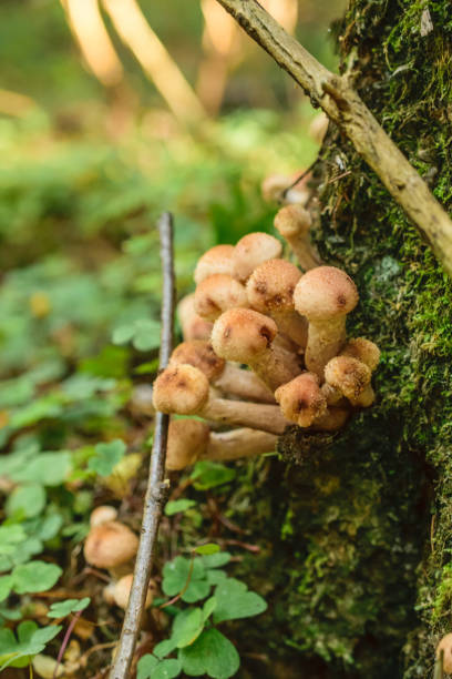 istock Agaric honey in the forest 1068844240