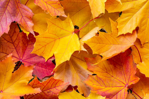 istock Colorful maple leaves, autumn background, texture 1068844568
