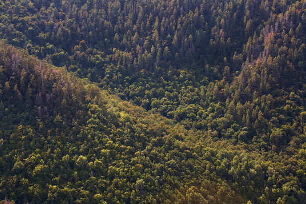 istock Thick green forest on the mountainside. Forest conservation area. Natural Park. 1068844810