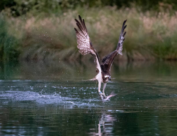 istock Osprey taking off with a trout in its talons 1068847198