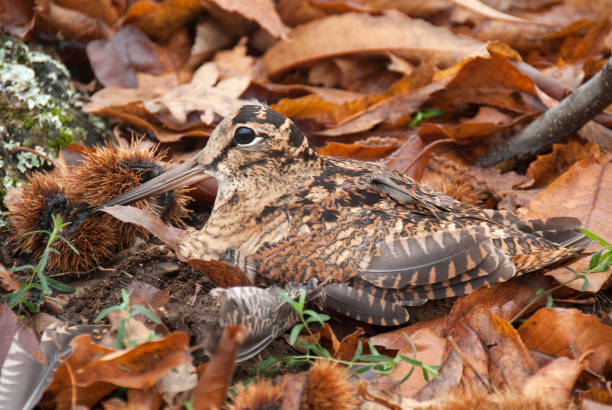 Eurasian woodcock, Scolopax rusticola, camouflaged among the leaves in Autumn Eurasian woodcock, Scolopax rusticola, camouflaged among the leaves in Autumn eurasian woodcock scolopax rusticola stock pictures, royalty-free photos & images
