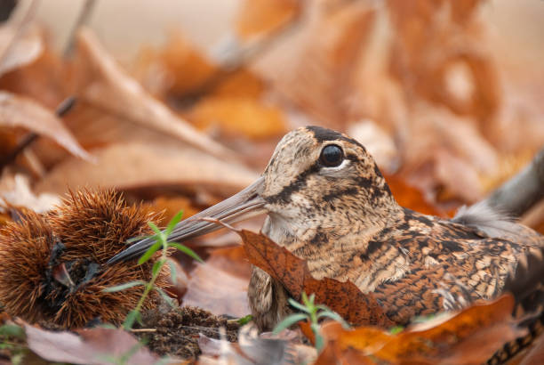Eurasian woodcock, Scolopax rusticola, camouflaged among the leaves in Autumn Eurasian woodcock, Scolopax rusticola, camouflaged among the leaves in Autumn eurasian woodcock scolopax rusticola stock pictures, royalty-free photos & images
