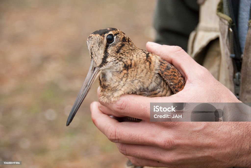 Eurasian woodcock, Scolopax rusticola, in the hands of an ornithologis Animal Stock Photo