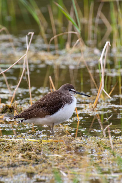 istock Green sandpiper in its habitat (Tringa ochropus) 1068849300