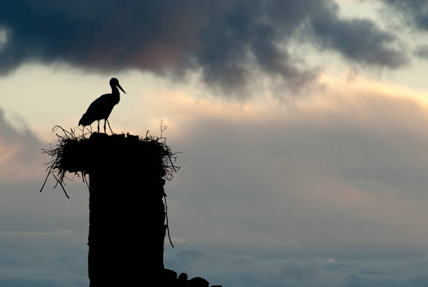 istock White stork in its nest at sunset (Ciconia ciconia) 1068849546