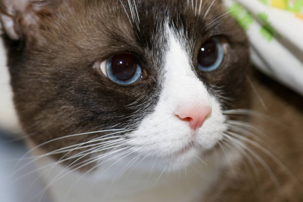 Potrait of cat breed snowshoe, closeup