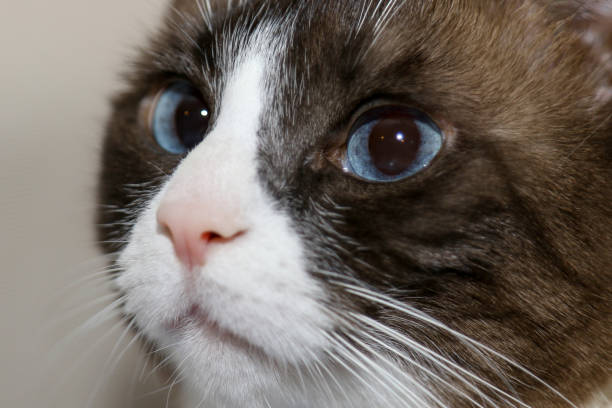 Close-up of a three-year old male Ragdoll cat. Natural light. Shallow depth of field.