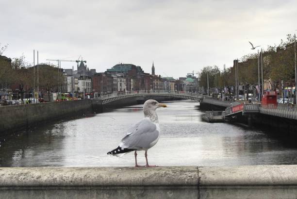 mewa na moście o'connell - oconnell bridge zdjęcia i obrazy z banku zdjęć