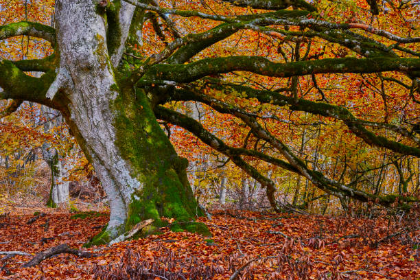 istock autumn in the forest 1068858306