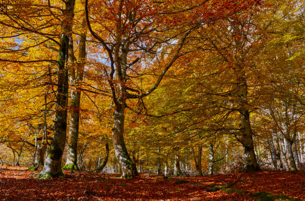 istock autumn in the forest 1068858308