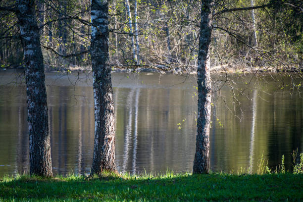 Trees in the sun near a pond in the city park.